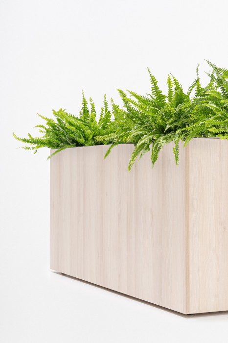 plant-pots-standard-accacia-pc-3.jpg