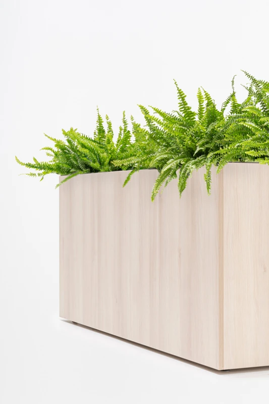 plant-pots-standard-accacia-pc-3.jpg